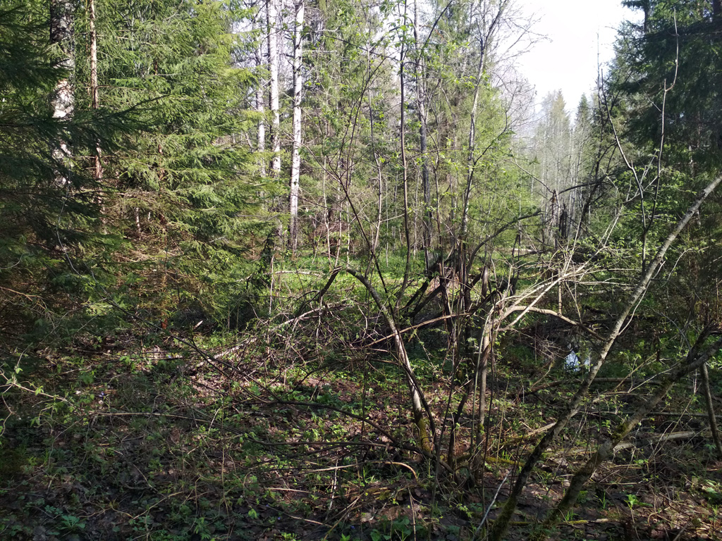 IMG_20190510_100110.jpg